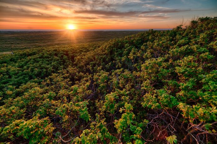 Ecora, certificadora de carbono, atuará em todos os biomas