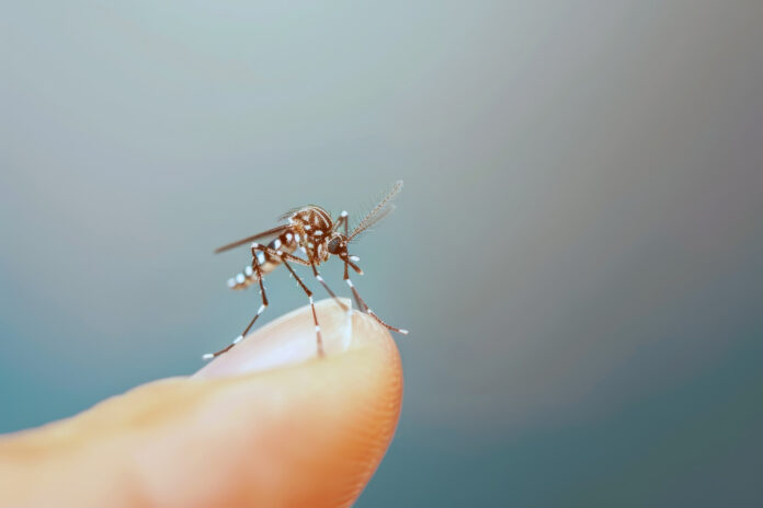 51167b50-0b3d-4e4c-a18b-87e3b8edff4d Tecnologia cria proteção contínua contra o Aedes aegypti